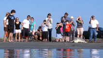 Houston Zoo Releases Sea Turtles in Galveston Bay