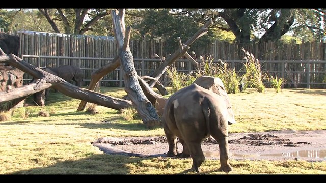Houston Zoo Releases Sea Turtles in Galveston Bay Rhinos Roll in the Mud