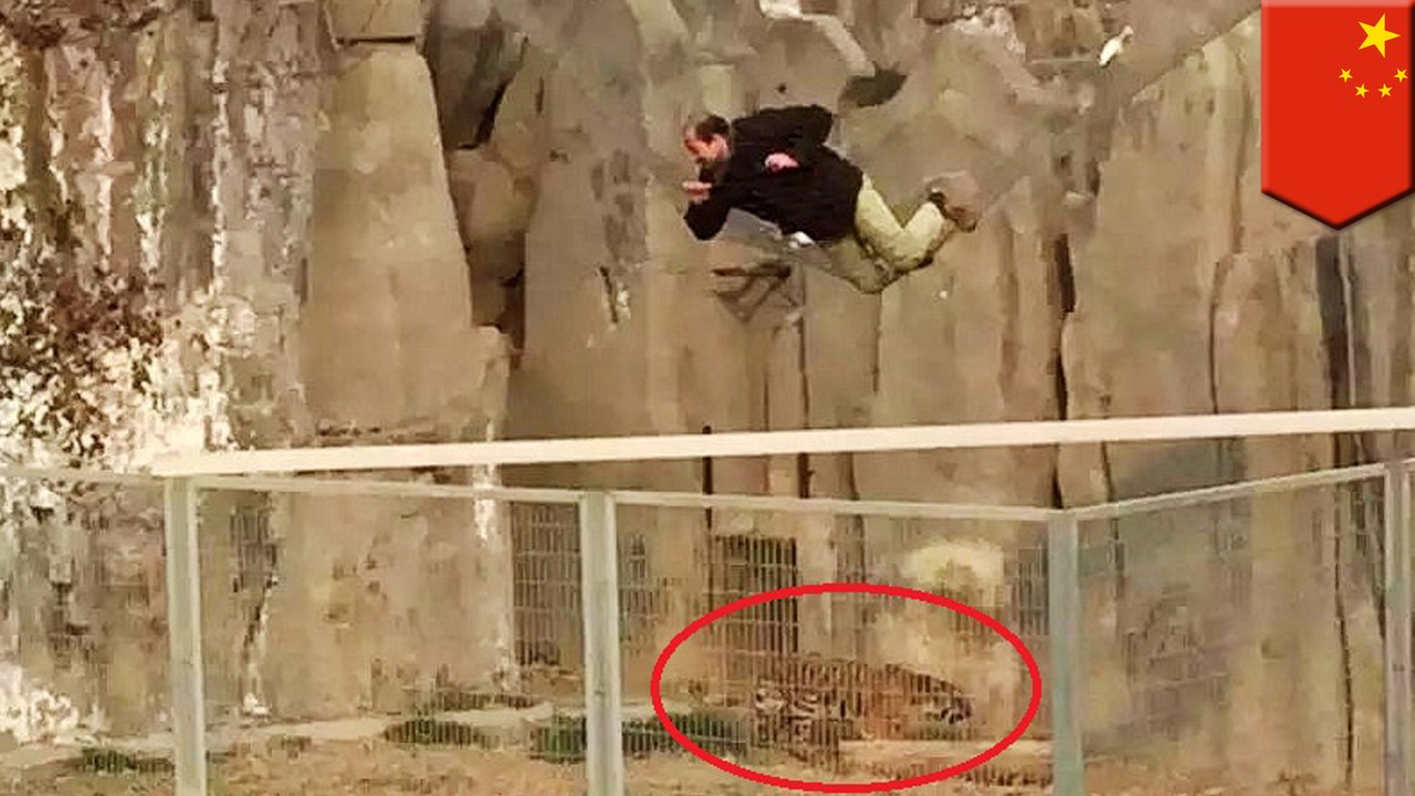 ついついトラの檻へダイブ？！
