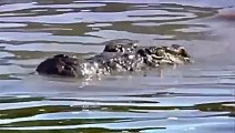 Lion Vs Crocodile   Battle of Lions and Crocodiles In Water   EXCLUSIVE.
