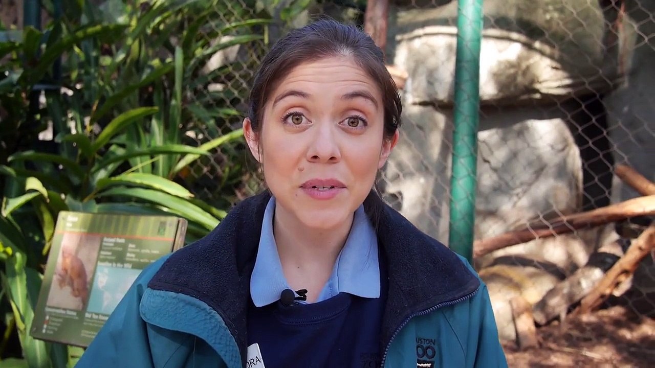 Creature Encounters׃ Fossa and Rainbow Boa
