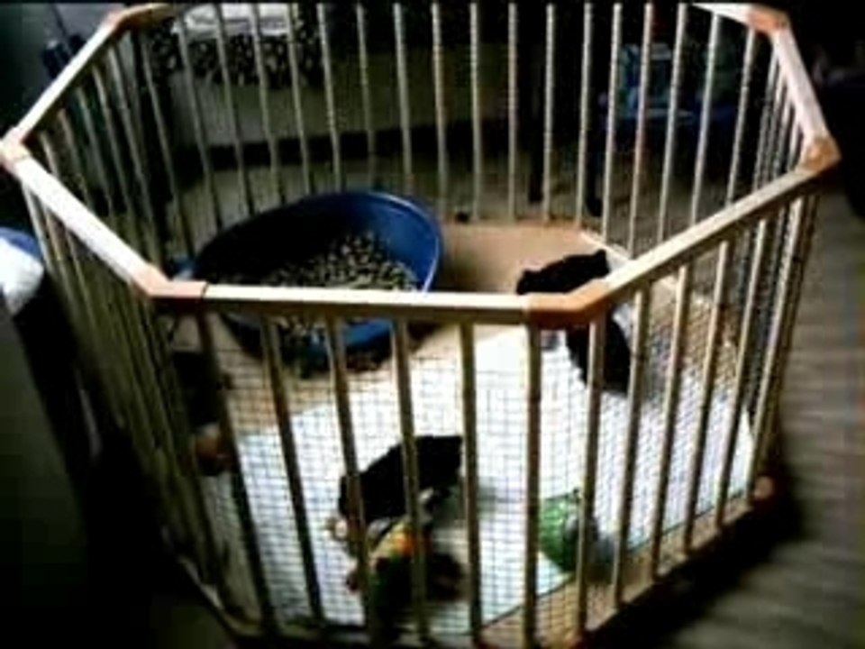 YORKSHIRES  SCHTROUMPFS