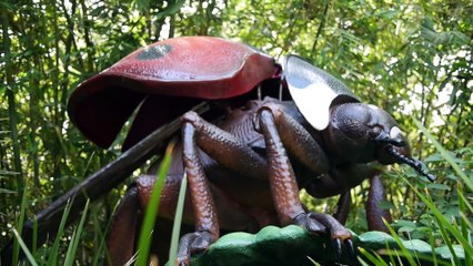 Extreme Bugs at the Houston Zoo