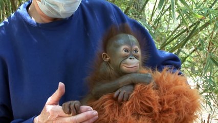 10 month old Aurora adopted by surrogate orangutan