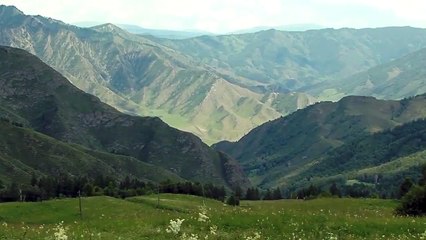 Фитоэкстрактор Elite Cup экологически чистое сырье