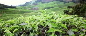 Anjala Tea Podu Video Song Vimal, Nandhita