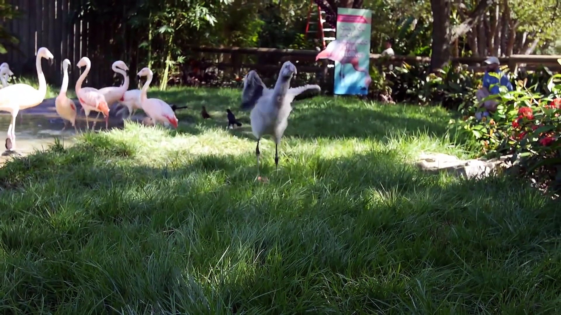Baby Flamingos Explore the Zoo