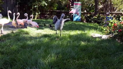 Baby Flamingos Explore the Zoo