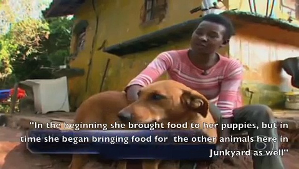 Junkyard Dog Walks Four Miles Every Night To Feed Other Strays
