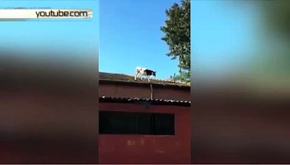 Турецкая корова гуляла по крыше и провалилась