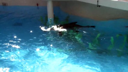 Sea Lions Enjoy Valentine's Day Treats