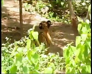 Funny monkey teasing tigers lool