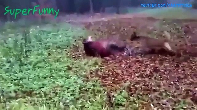 Lustige videos 2016 Lustige videos zum totlachen Deutsch, Litzige videos und unfälle!