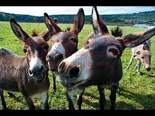 خواب میں خچرکو دیکھنا