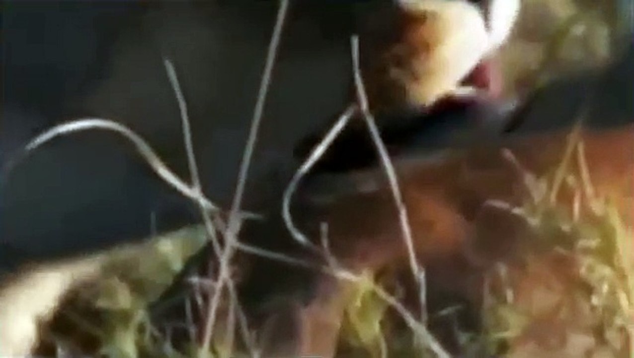 Watch Documentário de Leões National Geographic: Lutando Até a Morte Documentário Completo