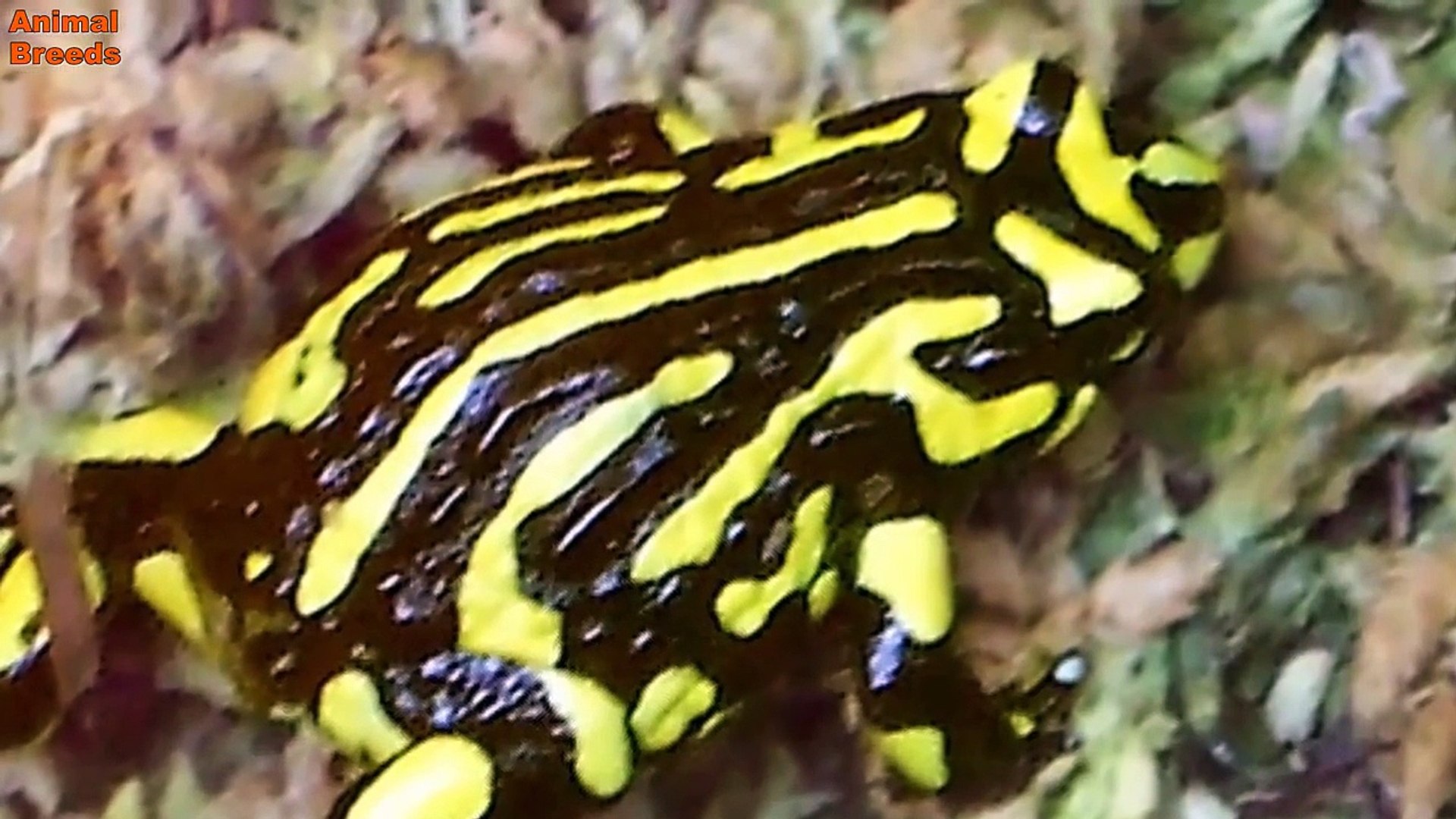 Animal Breeds Animals World