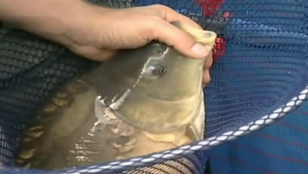 Carp Crew S01E03 Floater Fishing For Carp (Fishing Video)