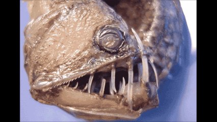 Viperfish Horrible Deep Sea  Creatures