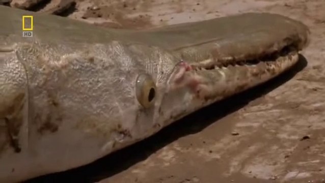 Fish Warrior: Texas Titan Aligator Gar (National Geographic Fishing Documentary)