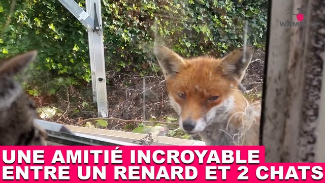 Une amitié incroyable entre un renard et 2 chats ! À découvrir tout de suite dans la minute chat #84