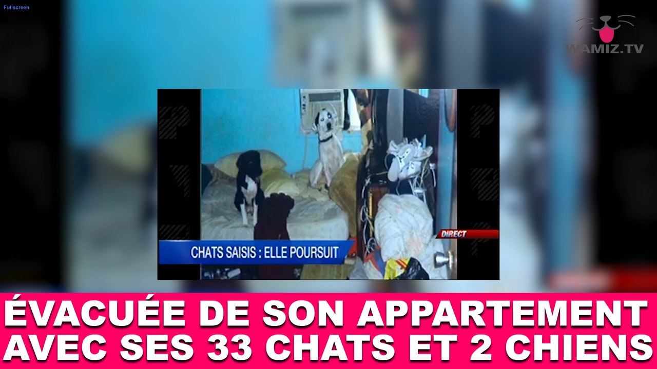 Elle est évacuée de son appartement avec ses 33 chats et 2 chiens ! À suivre dans la minute chat #86
