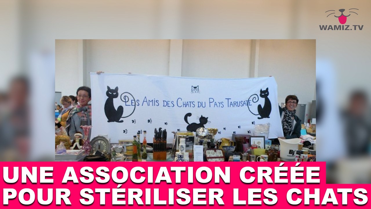 Une association créée pour stériliser les chats. Découverte dans la minute chat #87