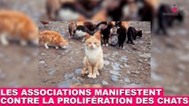 Les associations de protection animale manifestent contre la prolifération des chats. À suivre dans la minute chat #88