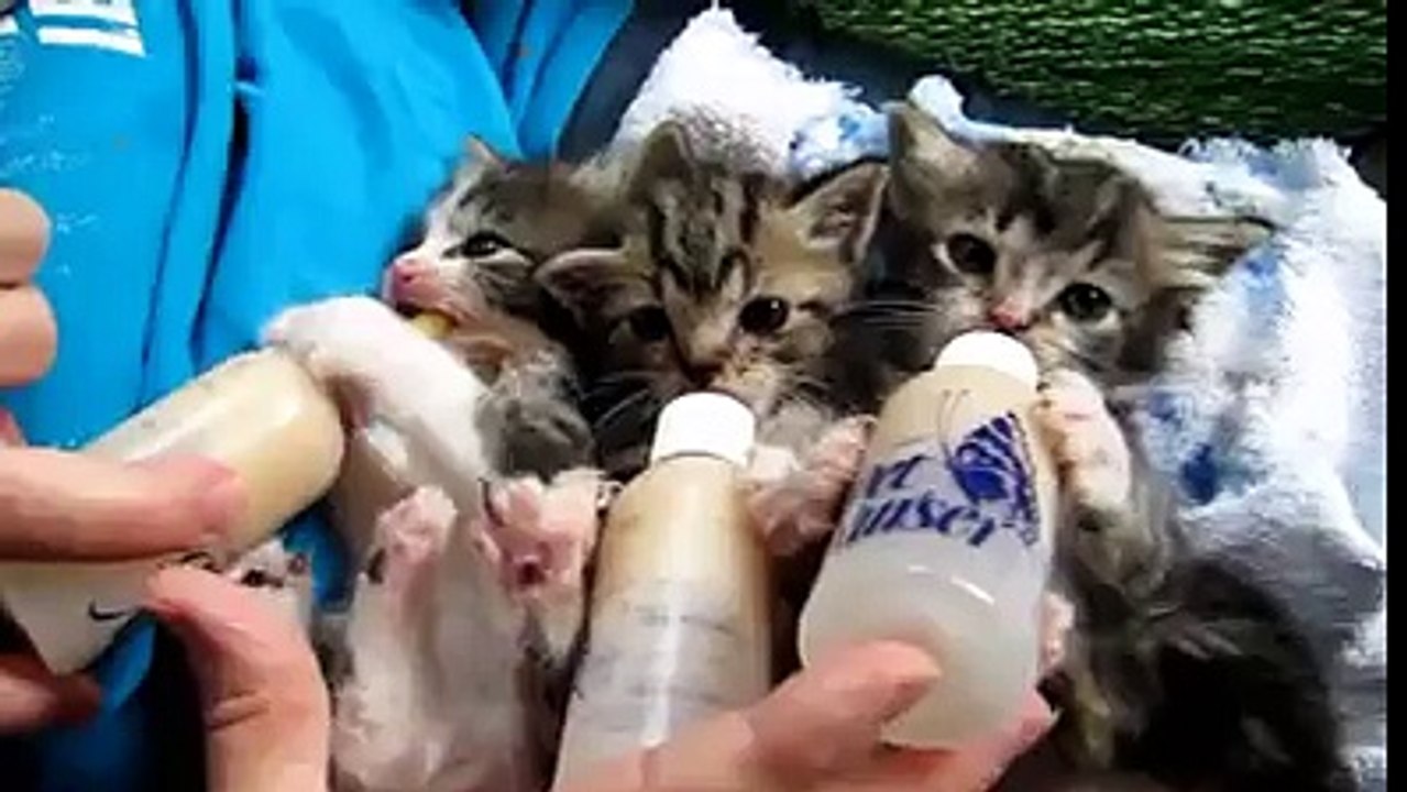 Baby Kittens All Settled for the Long Awaited Bottles