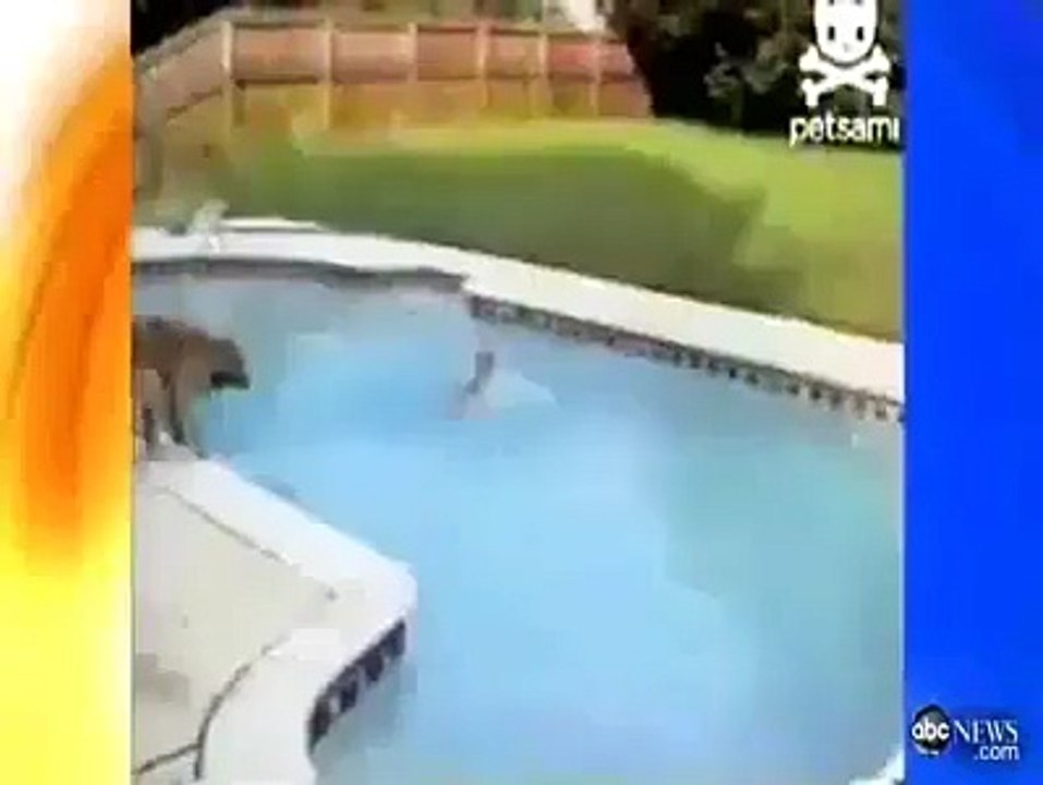 Dog Saves Her Puppy From Drowning in Pool
