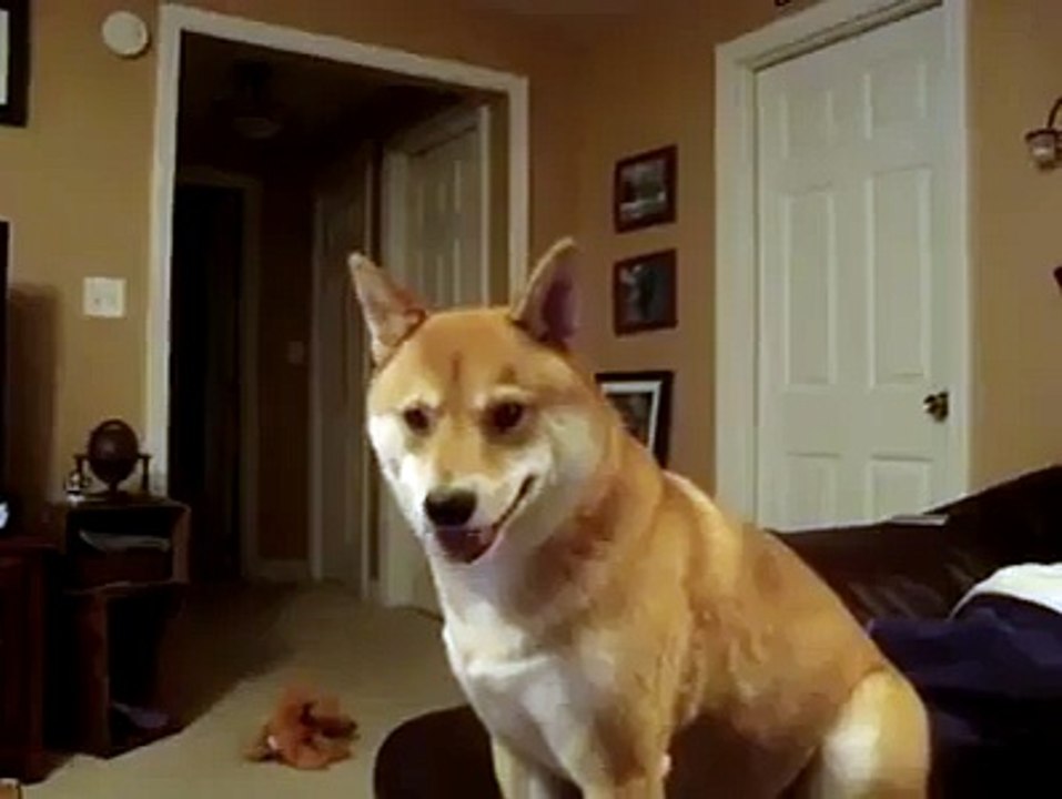 Fox in action