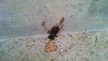 Ants Taking Home A Dead Scorpion
