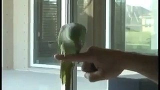 Cute parrot ..so cute must watch