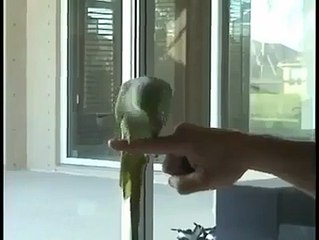 Cute parrot ..so cute must watch