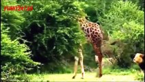South Africa Lion vs Giraffe _ Wild Attack Animals_(360p)
