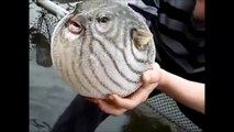Amazing PufferFish Puffs for protection