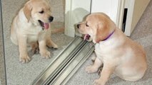 Cutest labrador Puppy Playing / Labrador goes crazy