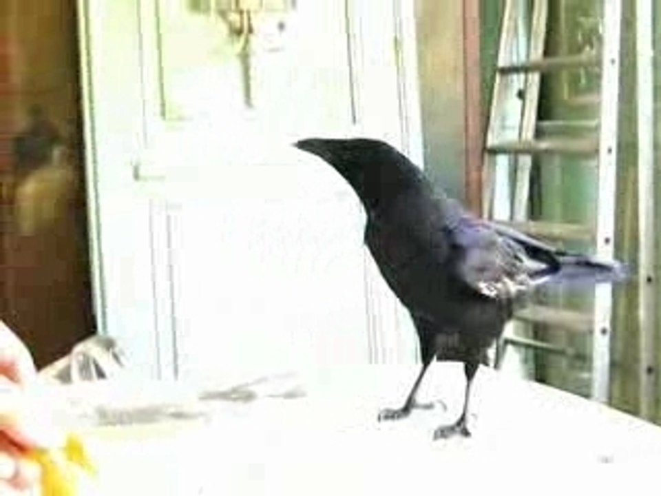 Le mauvais garçon..xxxx.....