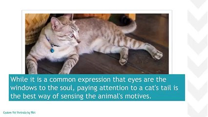 What Do Your Cat's Gestures Mean