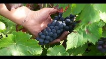 Les viticulteurs autorisés à planter de la vigne où bon leur semble