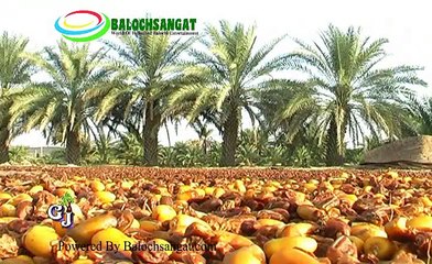 salam-sherin-mazaran-GHULAB JUMMA