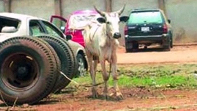 ТОП 10 животных которых арестовали ))) супер видео, такое надо обязательно посмотреть !!!