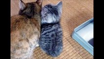 子猫のプチ　モモと寝るプチ