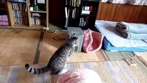 加湿器をいじりたおすプチHumidifier cat
