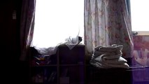 レースカーテンに隠れるプチLace curtains cat