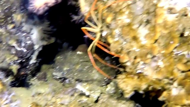 Antarctique : d’énormes araignées de mer intriguent les scientifiques