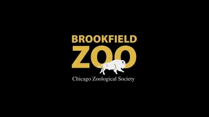 Winter Animals at Brookfield Zoo
