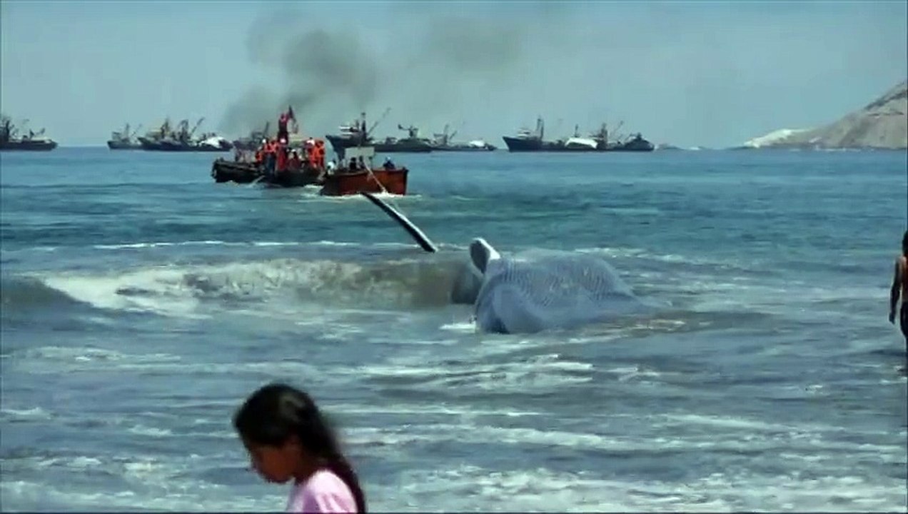 Une baleine échouée est secourue sur une plage du Chili