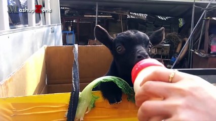 Cute Baby Goats - A Cute And Funny Baby Goats Compilation __ NEW HD