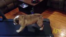 Bulldog Tries To Get Out Of Exercising