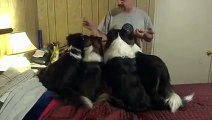 Genius Dog Finds Way To Get Double Treats